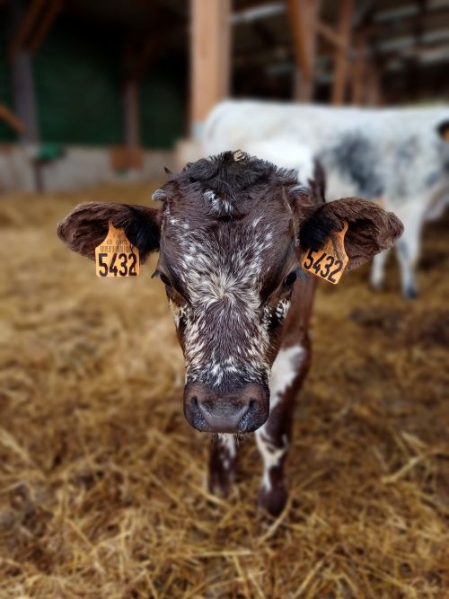 fermeKraitland2_redim