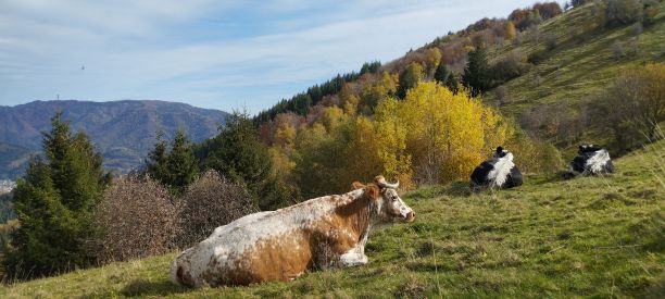 IMG_20241021_125455redim